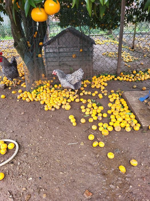 Vendo galinhas Wyandotte