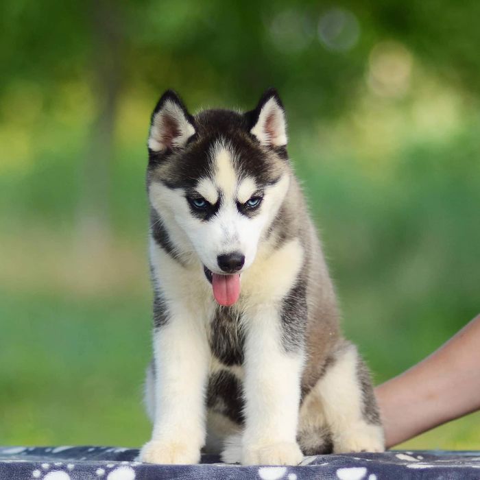 Дівчинка хаскі. КСУ