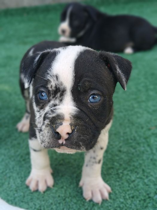 American bully standard z metryką