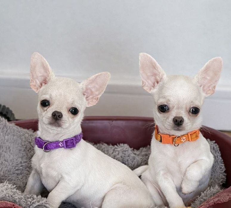 TEDDY śliczny chłopczyk z FCI