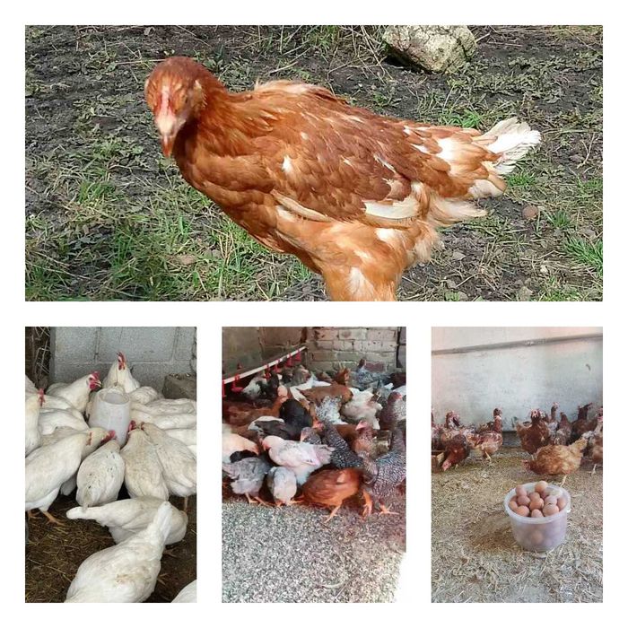 Продам кури несушки! Доставка безкоштовна. Муравані Курилівці!
