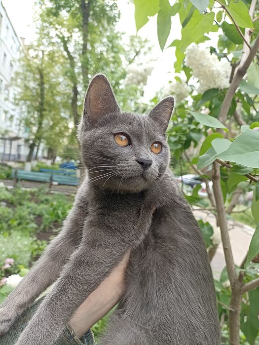 Кошенята шукають родину