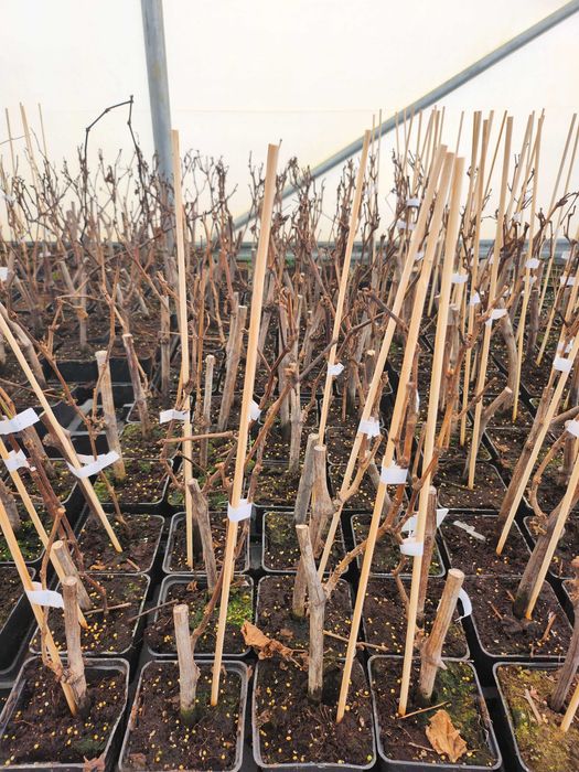 Winorośl , winogrono sadzonki niebieskie i białe, doniczka p9