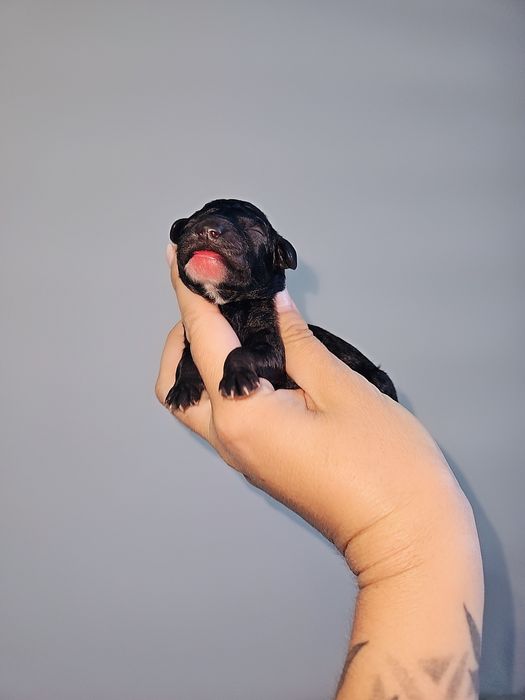 Pudel miniaturowy