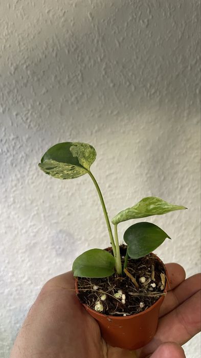 Monstra bulbasuar hit !!!