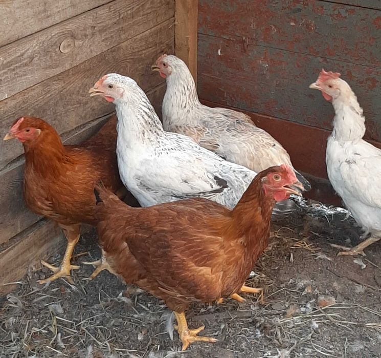 Продам курец мясо-яйчние.ДОМАШНИЕ