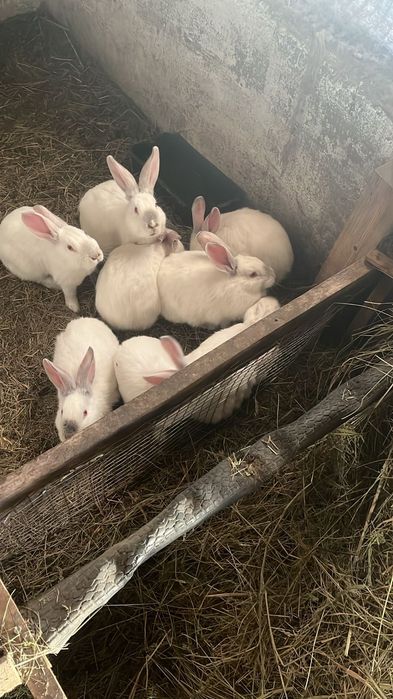 Продам кролів різних порід та різного віку.