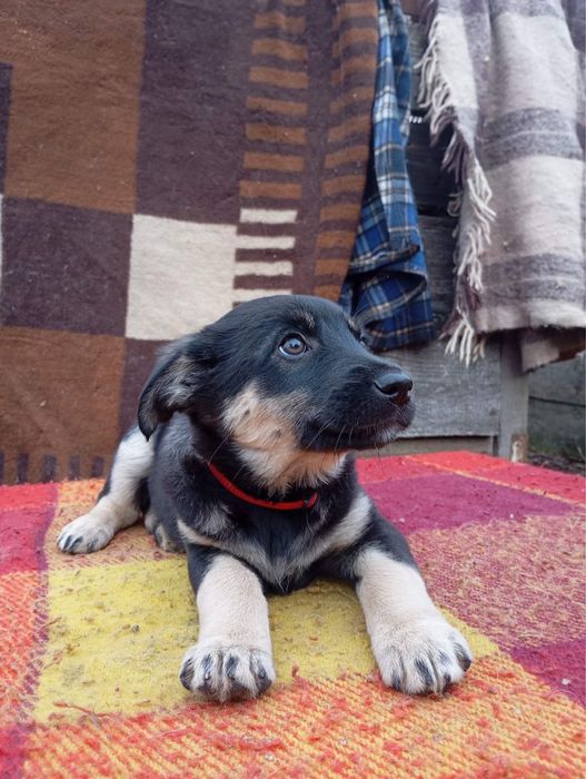 Гарненькі цуцики шукають родину