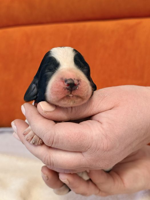 *** springer spaniel angielski *** szczenię z hodowli FCI ***