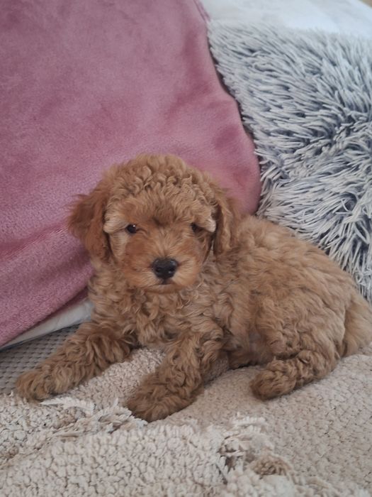 Maltipoo-piesek  F1b
