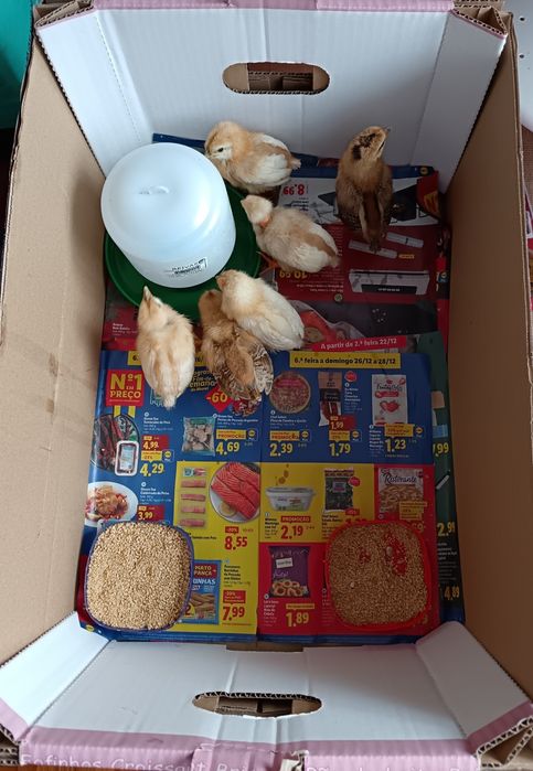 Venda de Garnizinhos