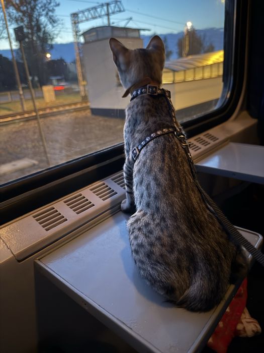Kot Egipski Mau  mały gepard