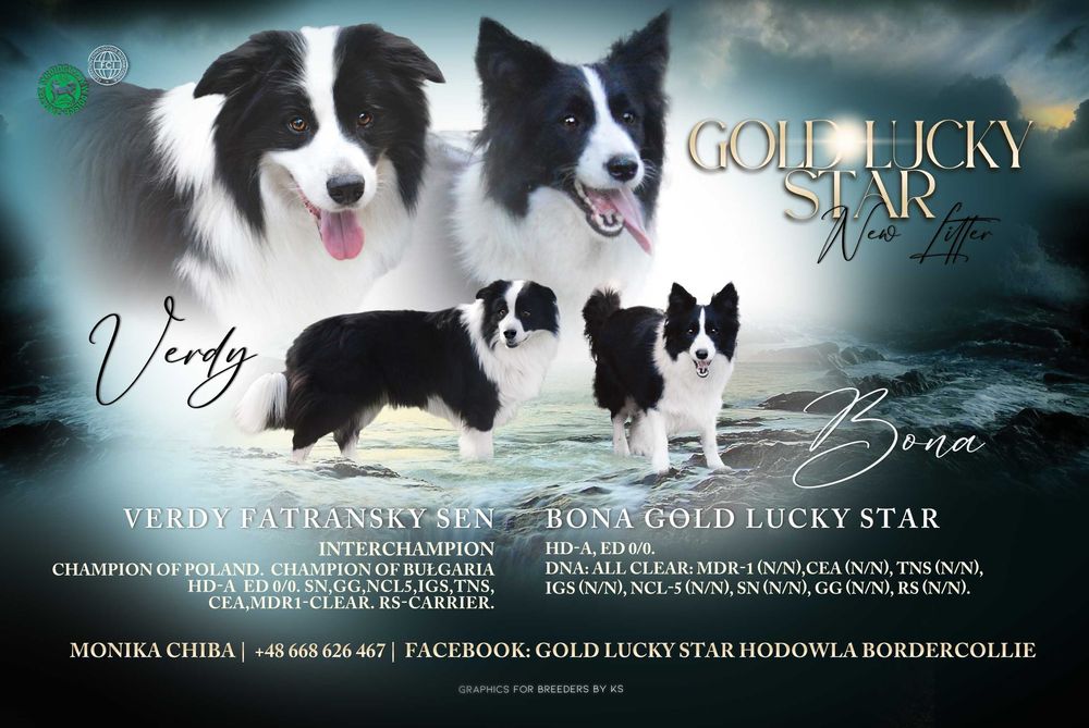 Suczka Border Collie ZKwP / FCI niebieska tricolor