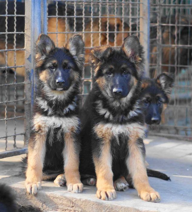 немецкая овчарка