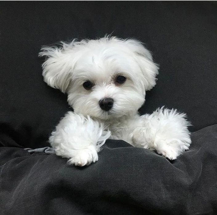 Хлопчики Мальтезе.