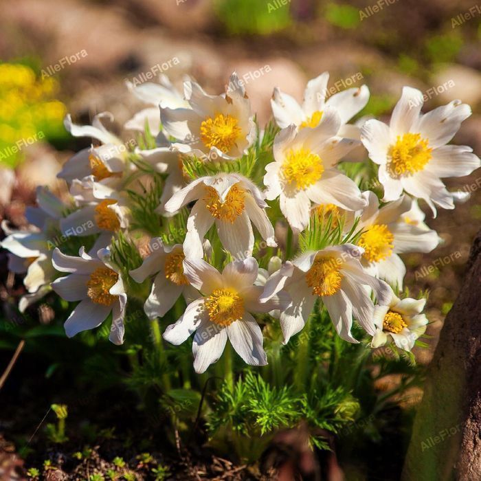 Sasanka zwyczajna 'Pinwheel White' (Pulsatilla vulgaris)