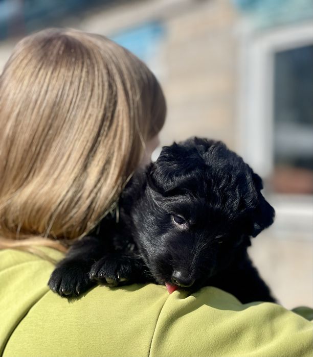 Німецька вівчарка довгошерстна