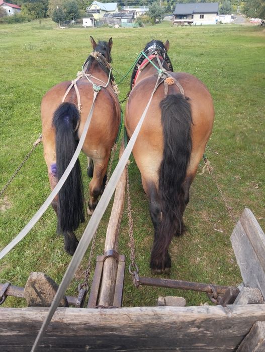 Witam sprzedam ładną klacz zimnokrwistą