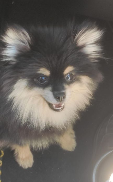Spitz Alemão Anão macho disponível para cruzar