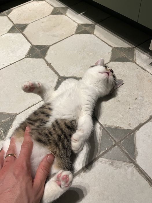 Котики чудові у хороші руки