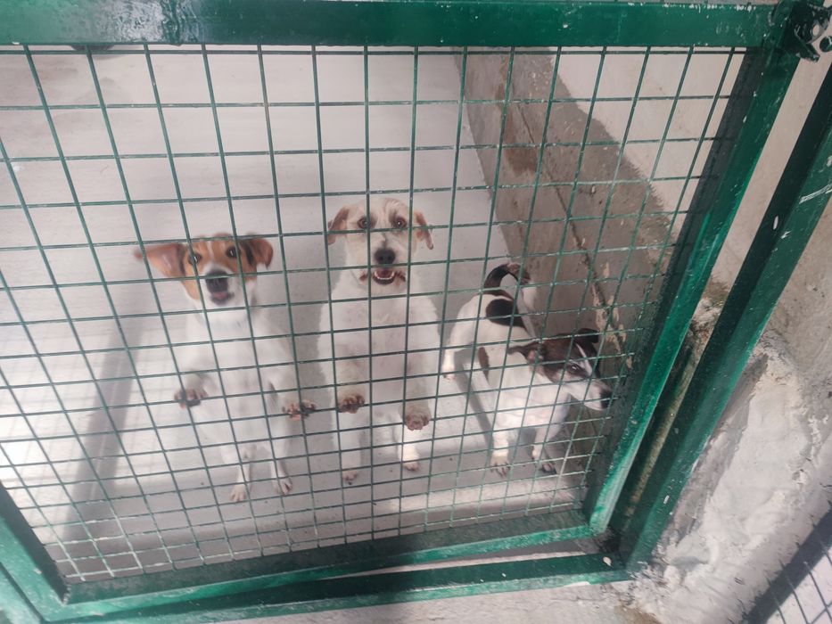 Hotel para cães.