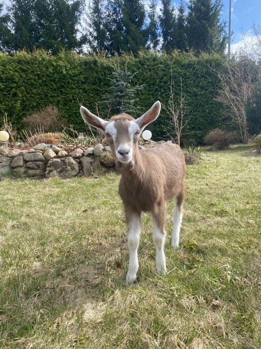 Kózka British toggenburg