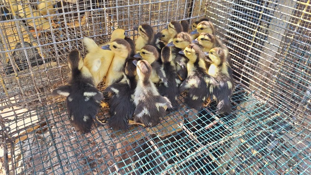 Patinhos   bebés