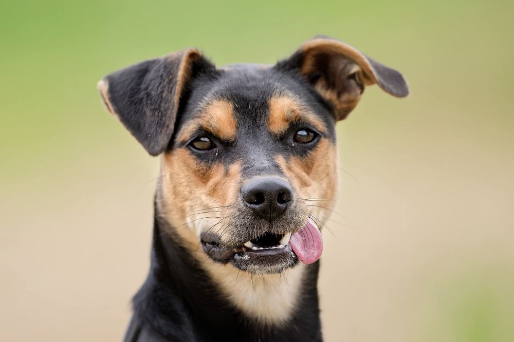 Roczny Diorek pilnie czeka na dom