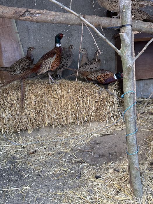 Фазаны  продам домашные