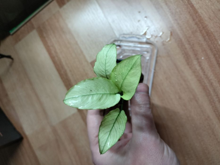 Продам анубиаси.