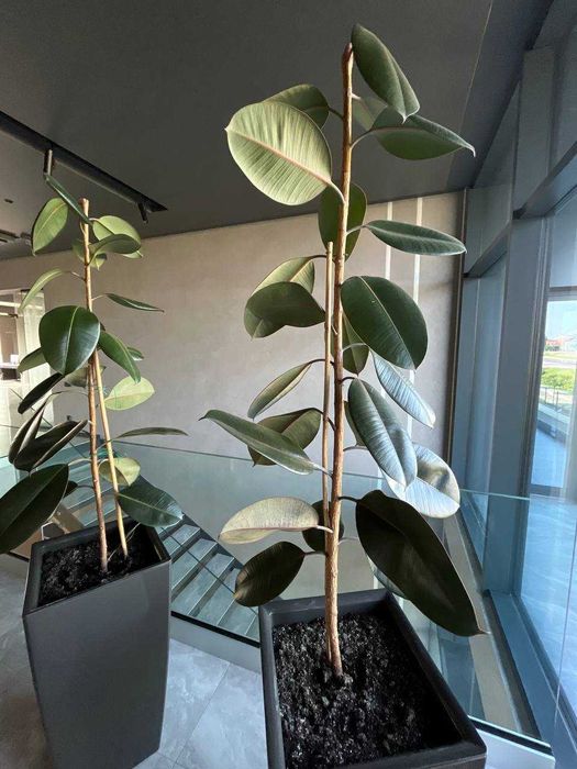 Фікус каучуковий 1.5м 2 шт в наявності