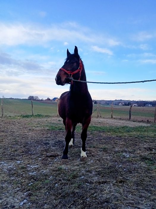 Witam sprzedam klacz