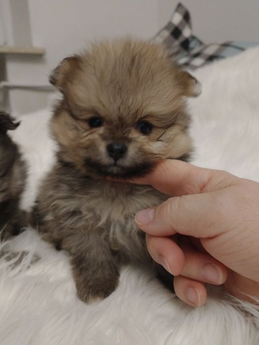 Szpic miniaturowy pomeranian chłopak