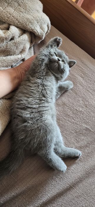 Британські кошенята