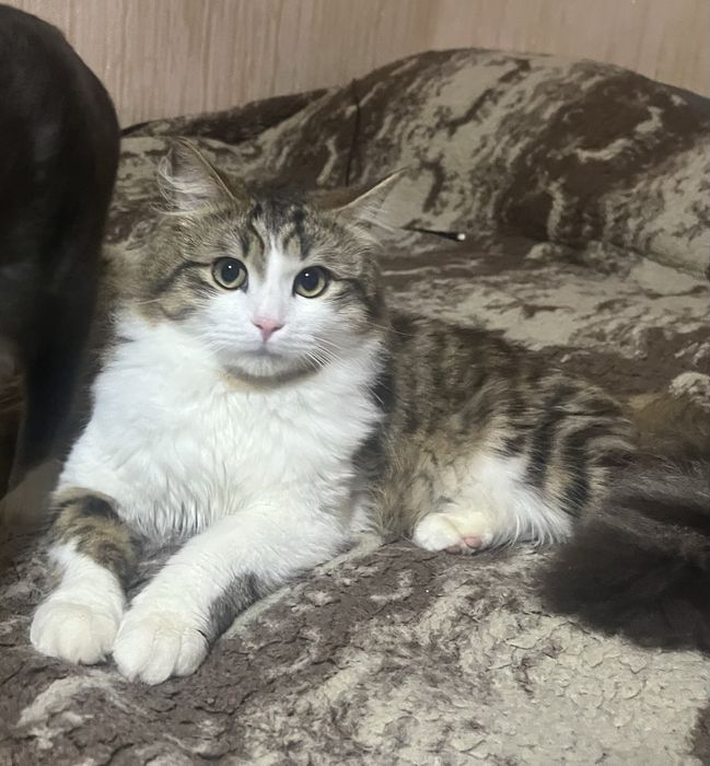 БЕЗКОШТОВНО віддамо  котика