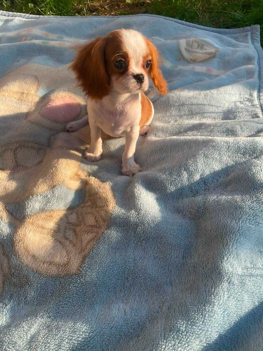 Cavalier King Charles Spaniel*Śliczny piesek