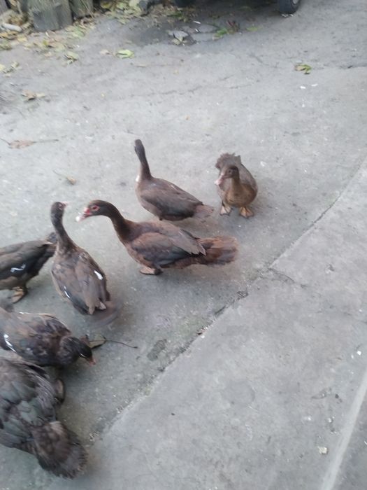 Продам муксусних качок