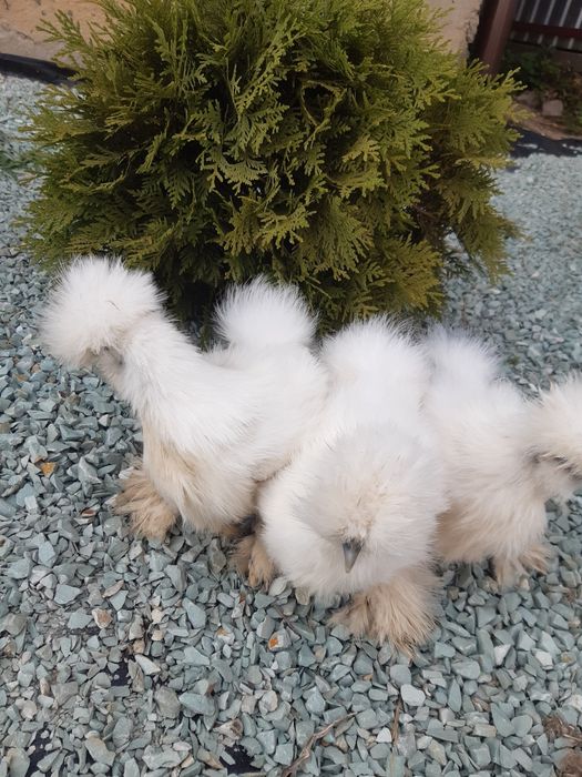 Продам кур Китайські шовкові