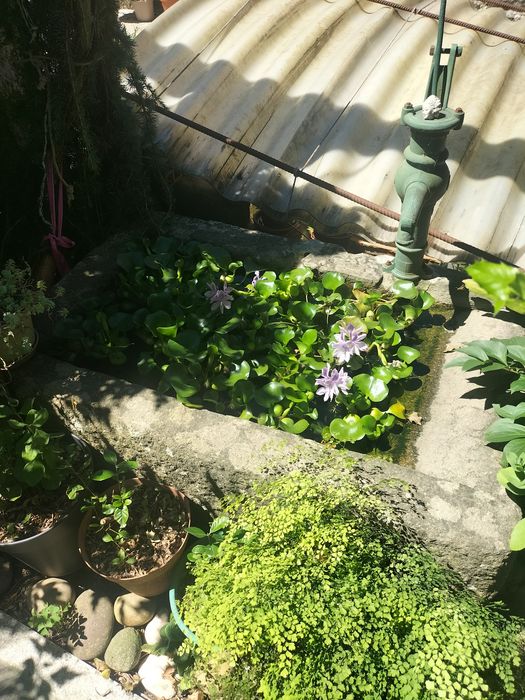 Plantas de lagos
