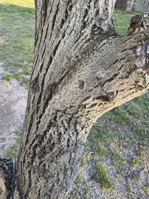 Orzech włoski pien