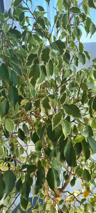 Beniaminek, czyli Fikus Benjamina 140 cm drzewko