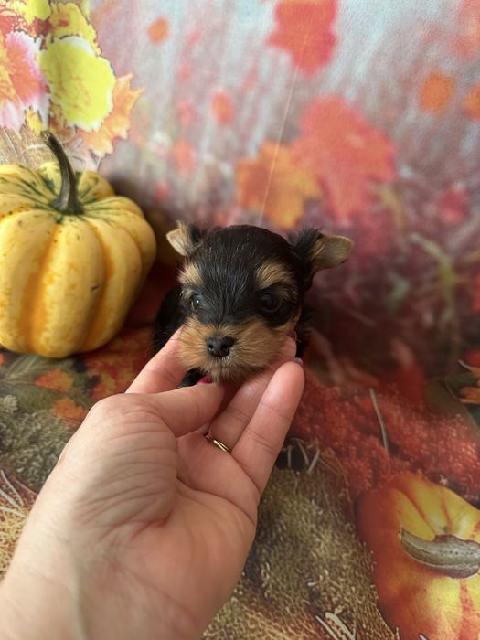 Yorkshire Terrier