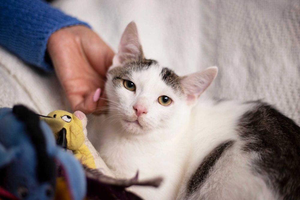 Dyzio szuka domu! Fundacja "Stawiamy na Łapy"