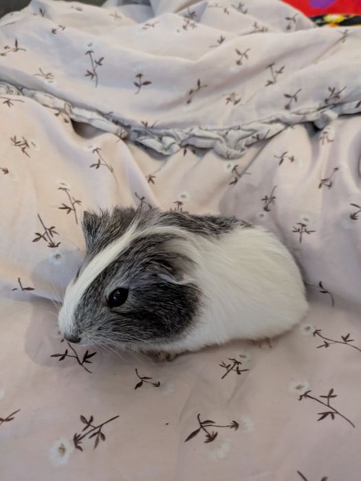 młode małe świnki morskie samczyki samce świnka morska samiec