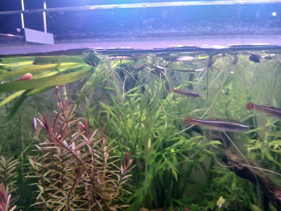 Plantas para aquario