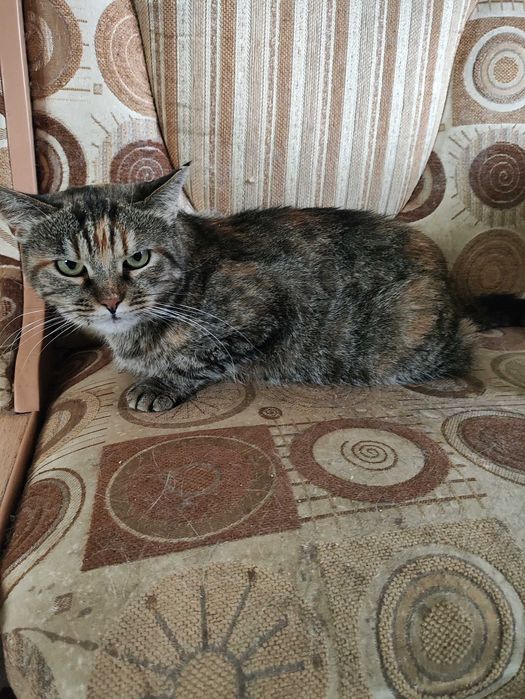 Кот - кіт - кішка - кошка - кошеня - котенок - котята