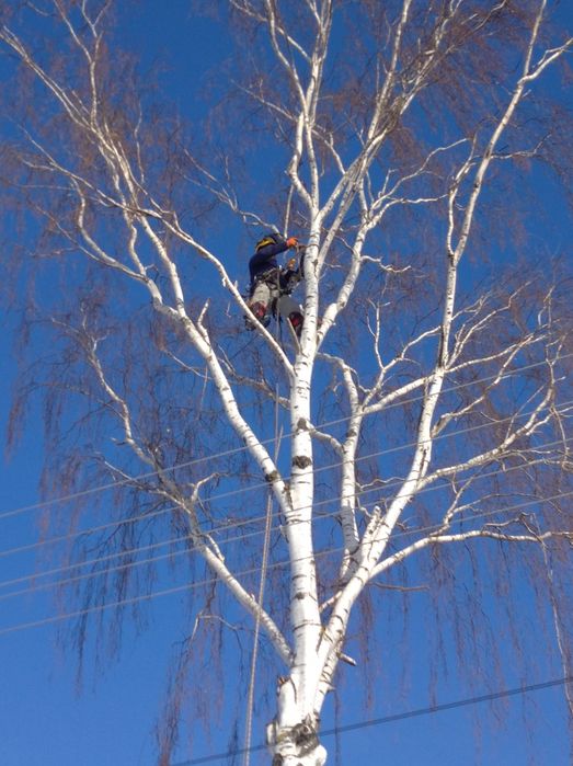 Зрізання обрізання валка видалення аварійних дерев