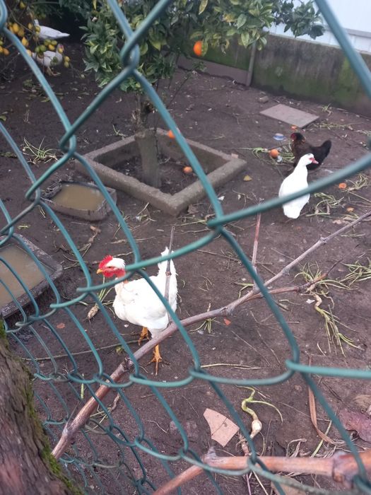 Patos mudos e frangos  caseiros