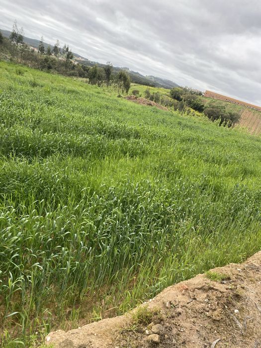 Fardos Feno Triticale Pequenos