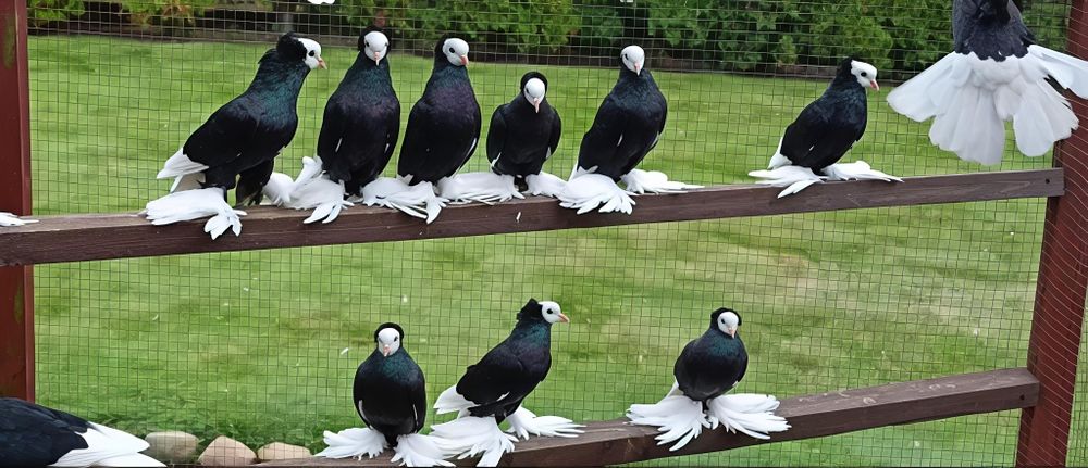 Mnichy Południowoniemieckie Łapciate czarne/czerwine 40sztuk 

Nadwyżk